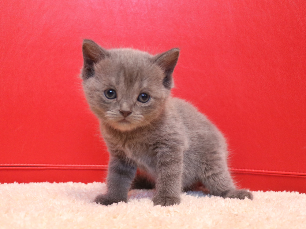 スコティッシュフォールドの子猫画像