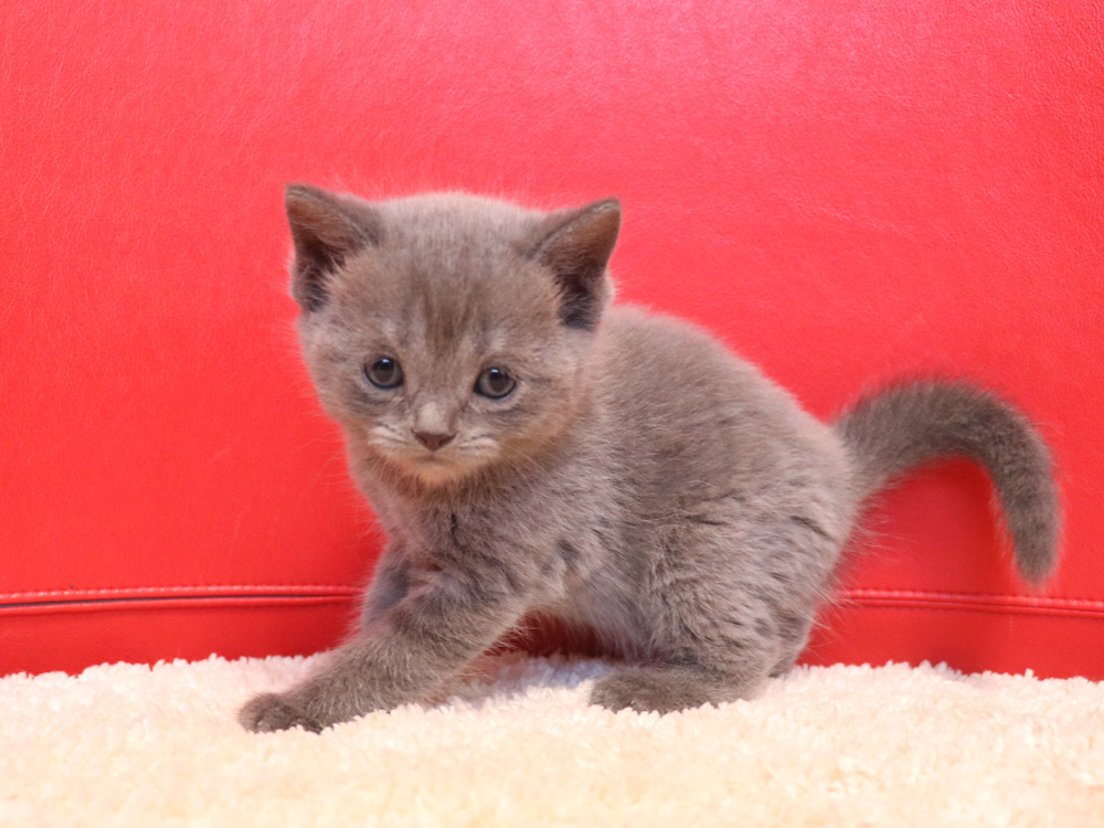 スコティッシュフォールドの子猫画像