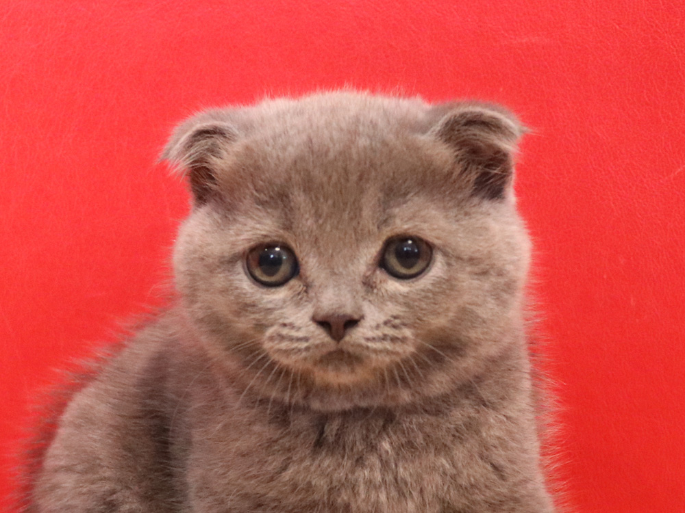スコティッシュフォールドの子猫画像