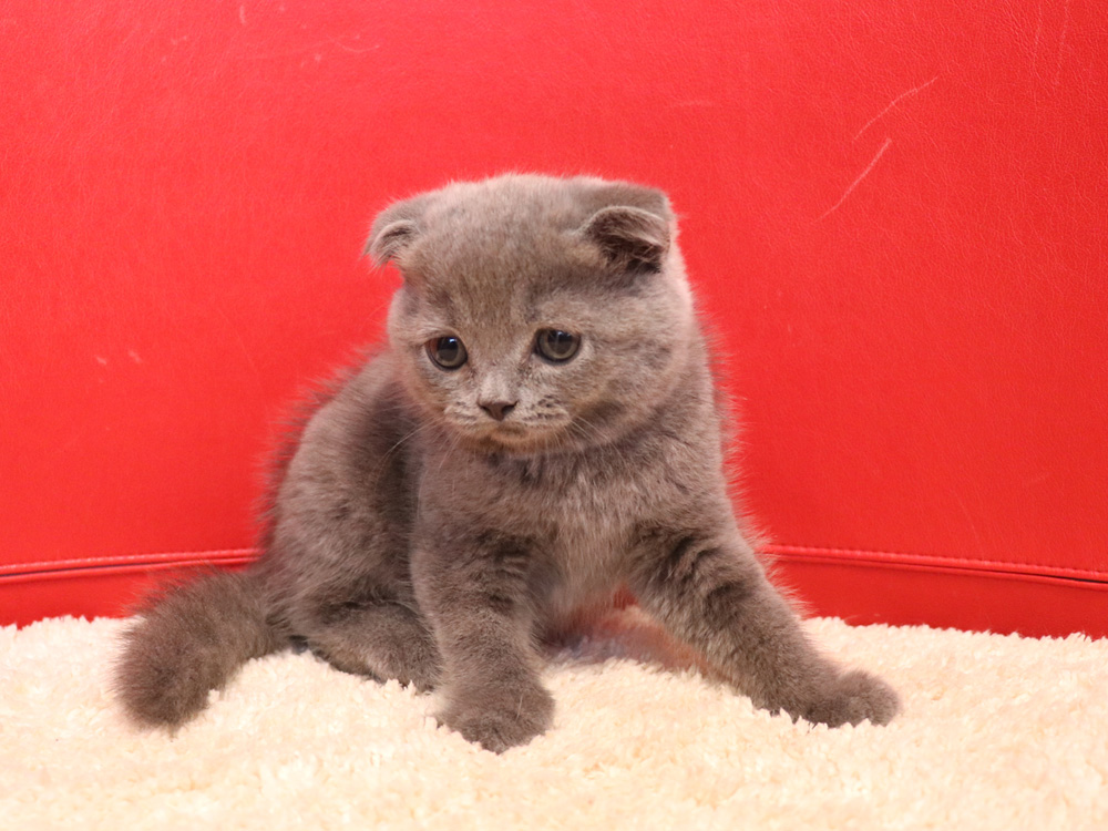 スコティッシュフォールドの子猫画像