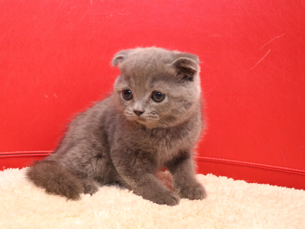 スコティッシュフォールドの子猫画像