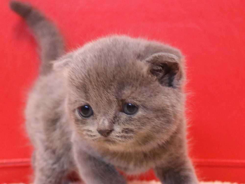 スコティッシュフォールドの子猫画像