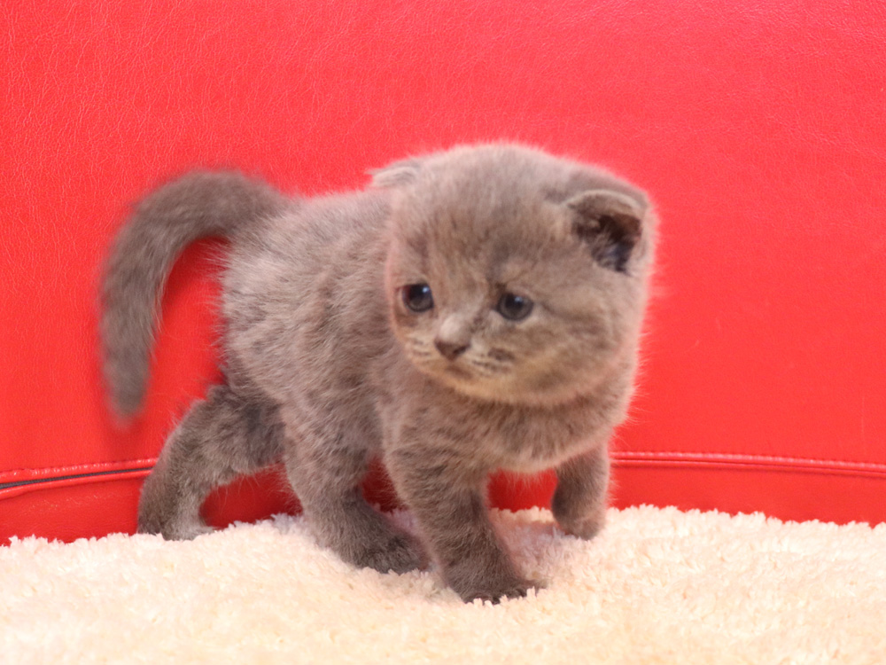 スコティッシュフォールドの子猫画像