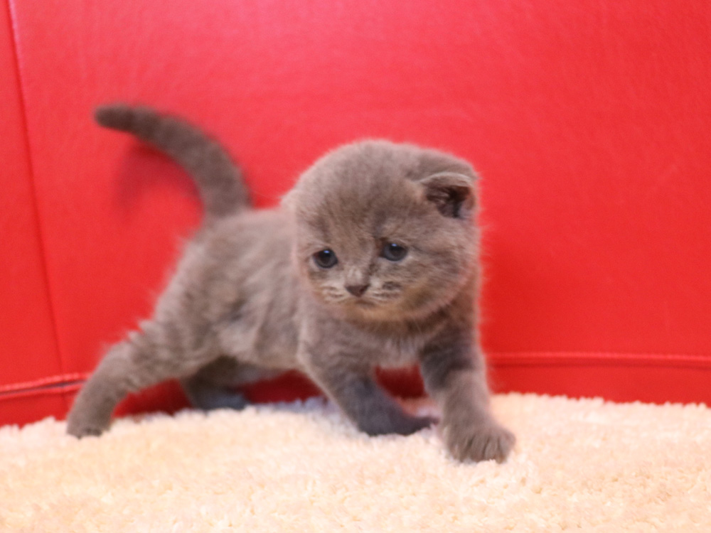 スコティッシュフォールドの子猫画像