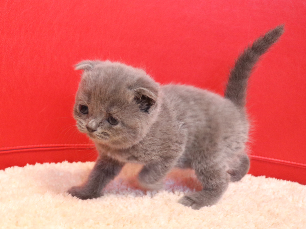 スコティッシュフォールドの子猫画像