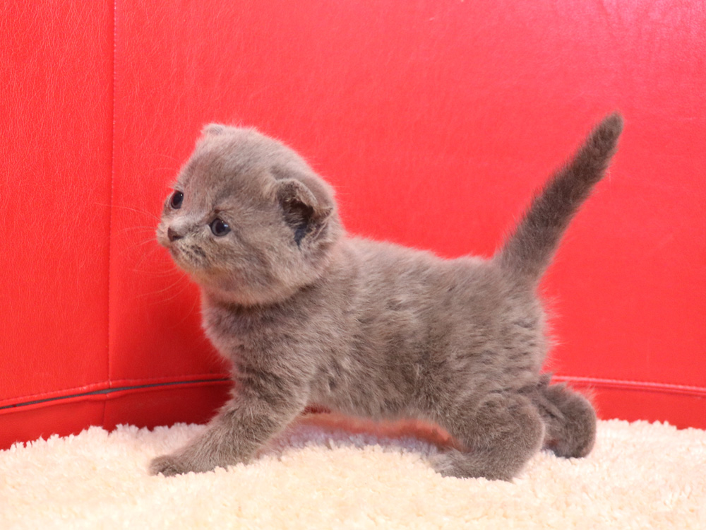 スコティッシュフォールドの子猫画像