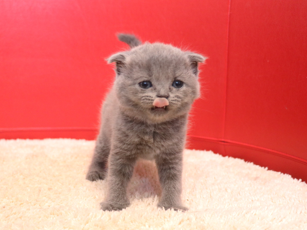 スコティッシュフォールドの子猫画像