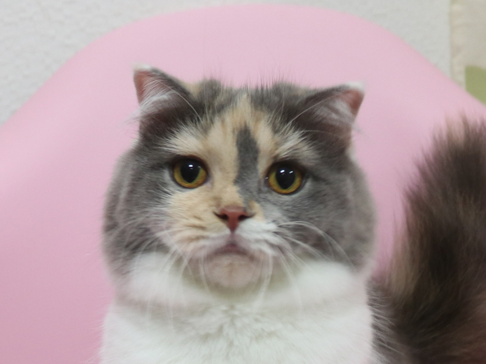 スコティッシュフォールドの子猫画像