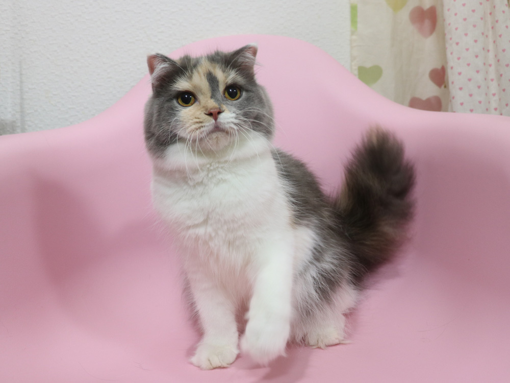 スコティッシュフォールドの子猫画像