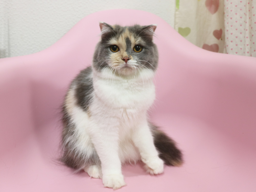 スコティッシュフォールドの子猫画像