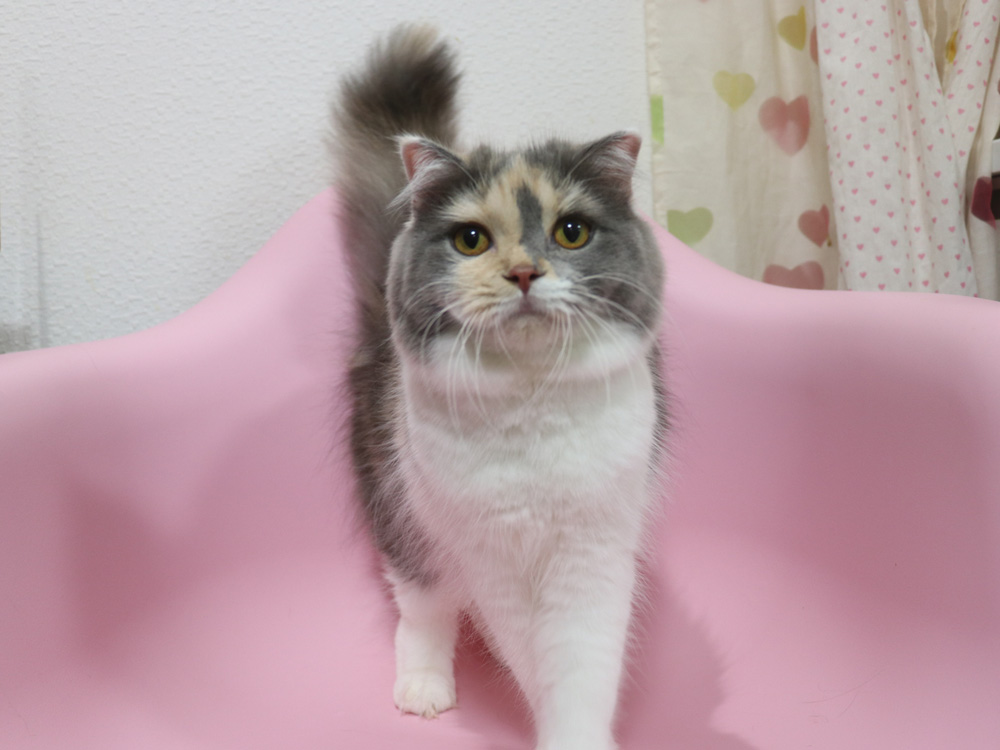 スコティッシュフォールドの子猫画像