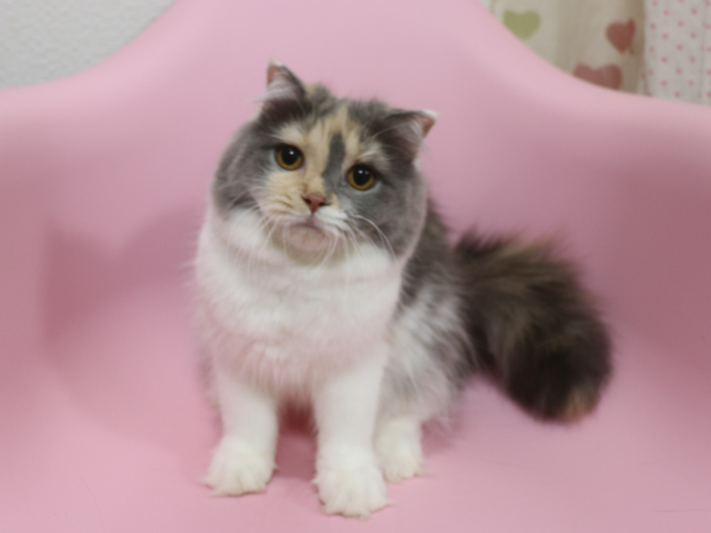 スコティッシュフォールドの子猫画像