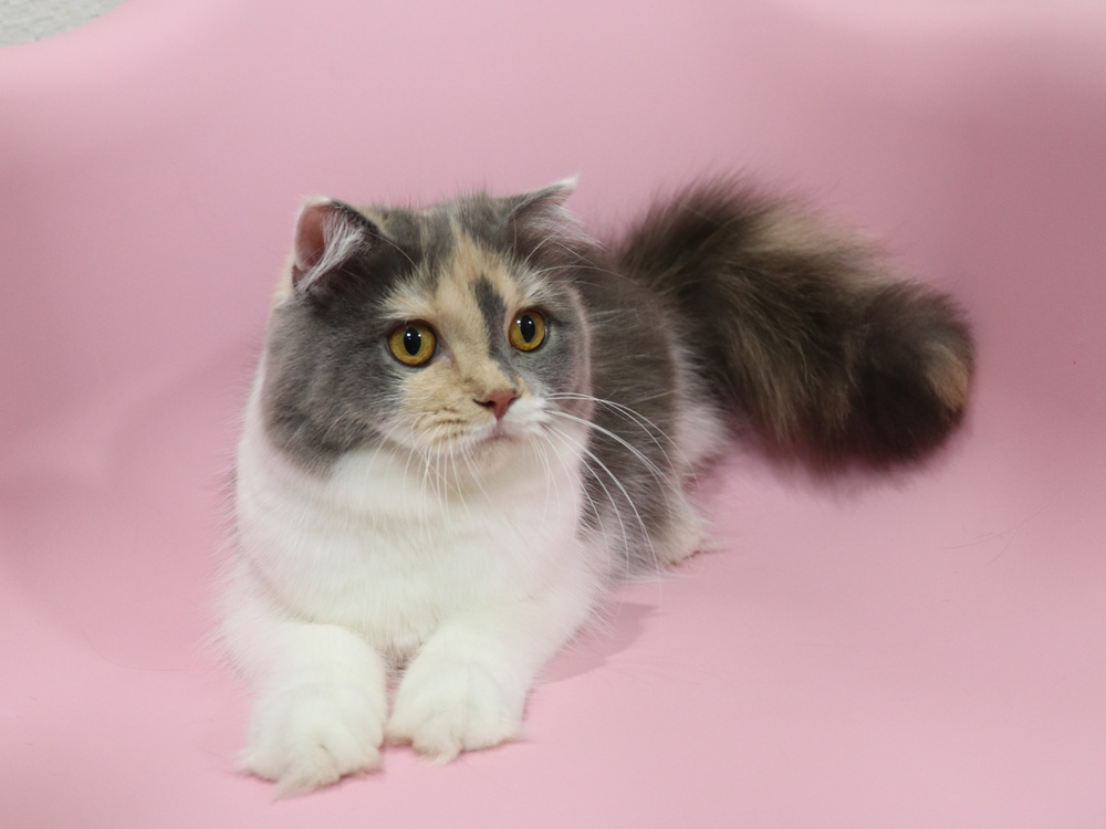 スコティッシュフォールドの子猫画像