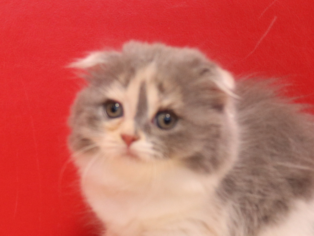 スコティッシュフォールドの子猫画像