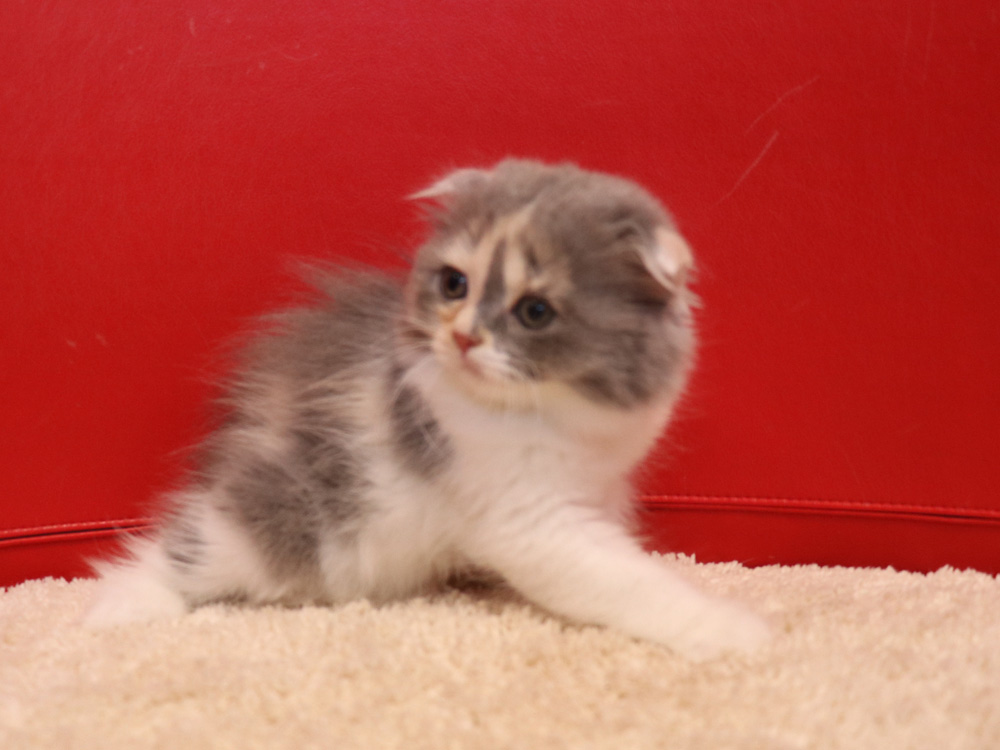 スコティッシュフォールドの子猫画像
