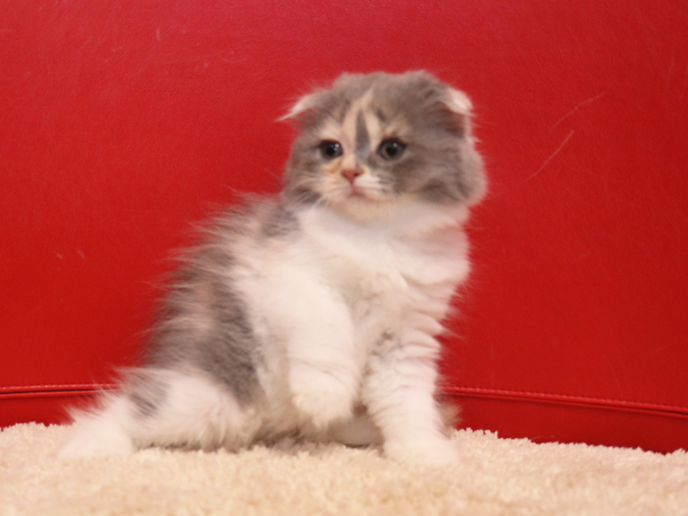 スコティッシュフォールドの子猫画像