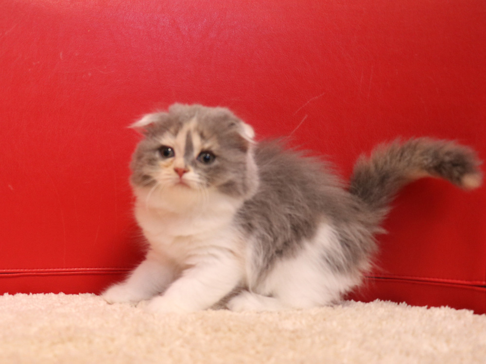 スコティッシュフォールドの子猫画像