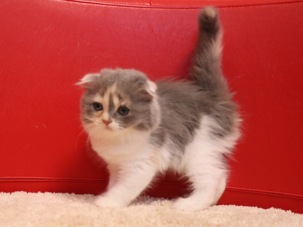スコティッシュフォールドの子猫画像