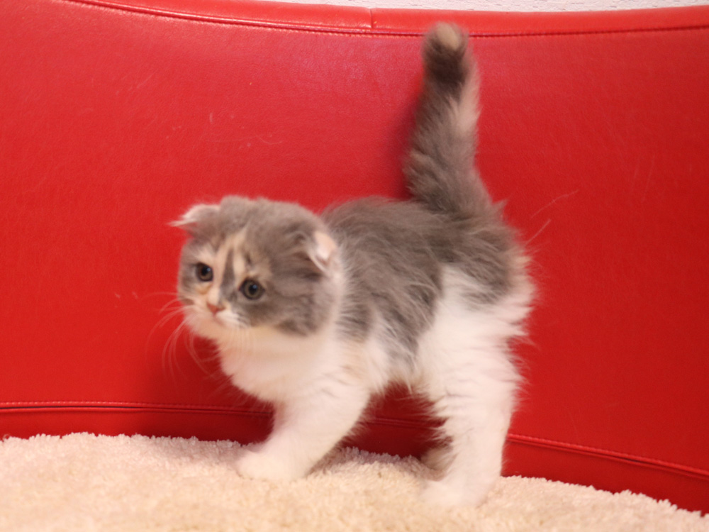 スコティッシュフォールドの子猫画像