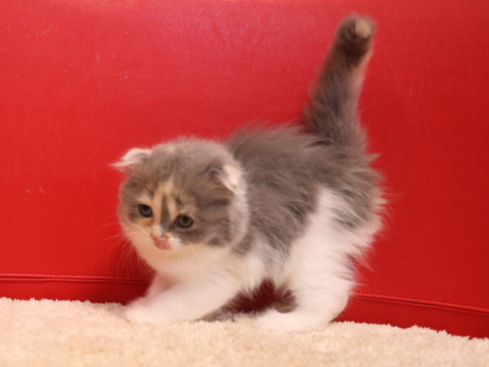 スコティッシュフォールドの子猫画像