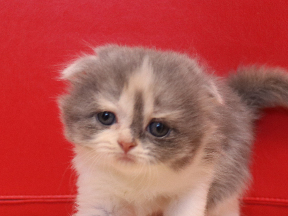 スコティッシュフォールドの子猫画像