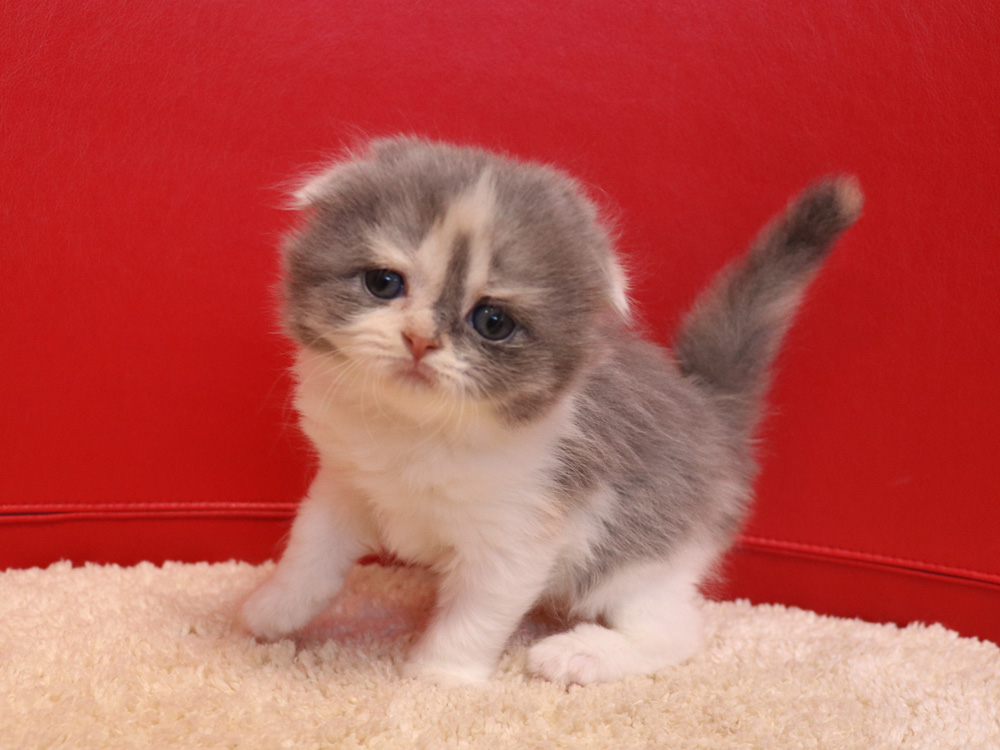 スコティッシュフォールドの子猫画像