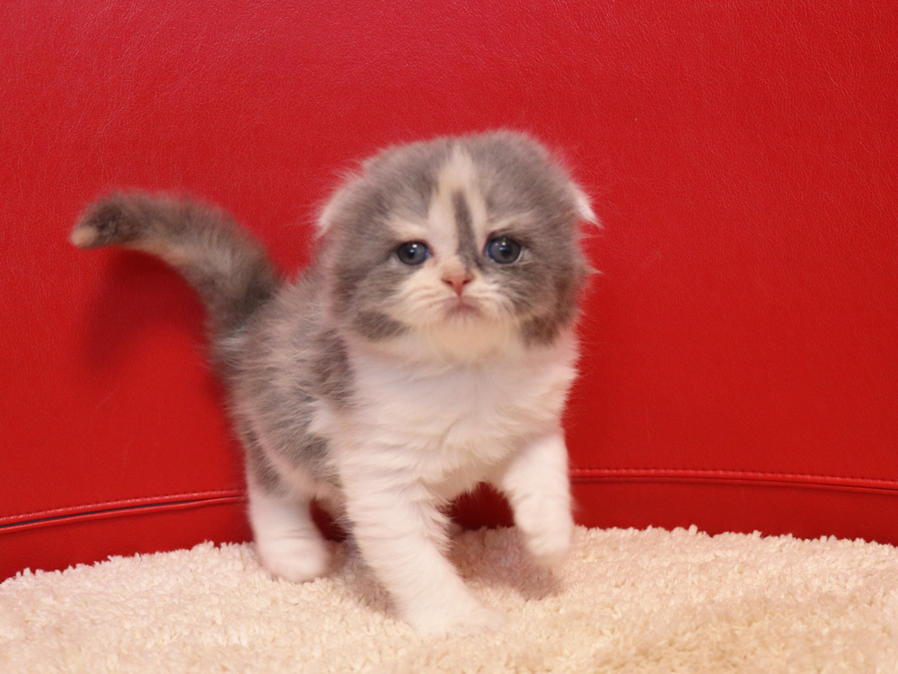 スコティッシュフォールドの子猫画像