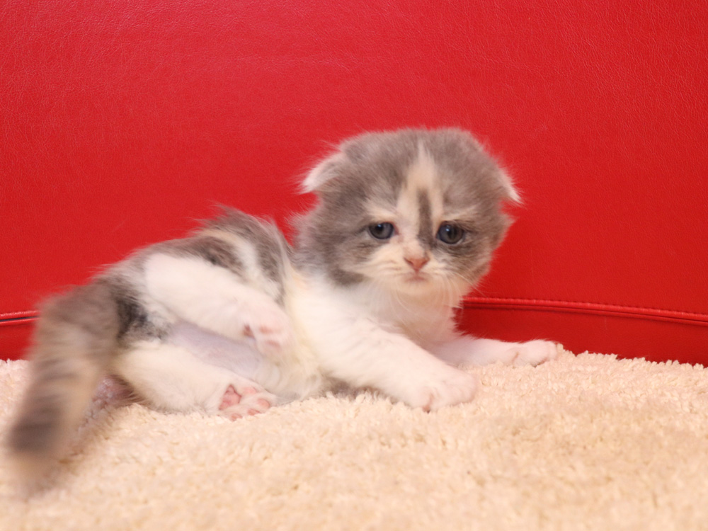 スコティッシュフォールドの子猫画像
