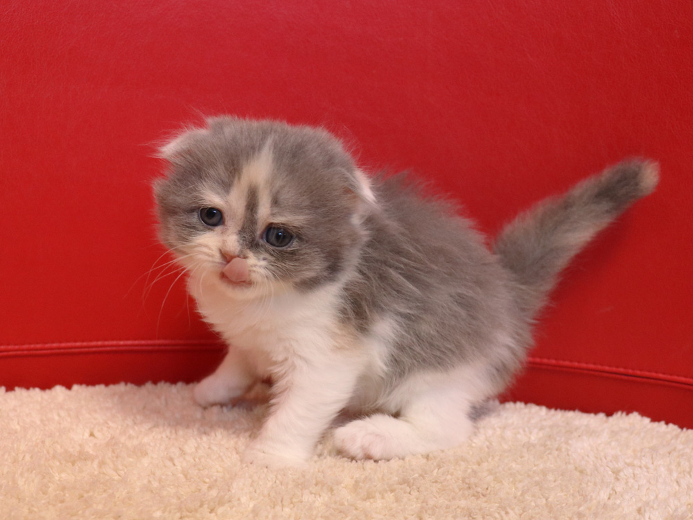 スコティッシュフォールドの子猫画像
