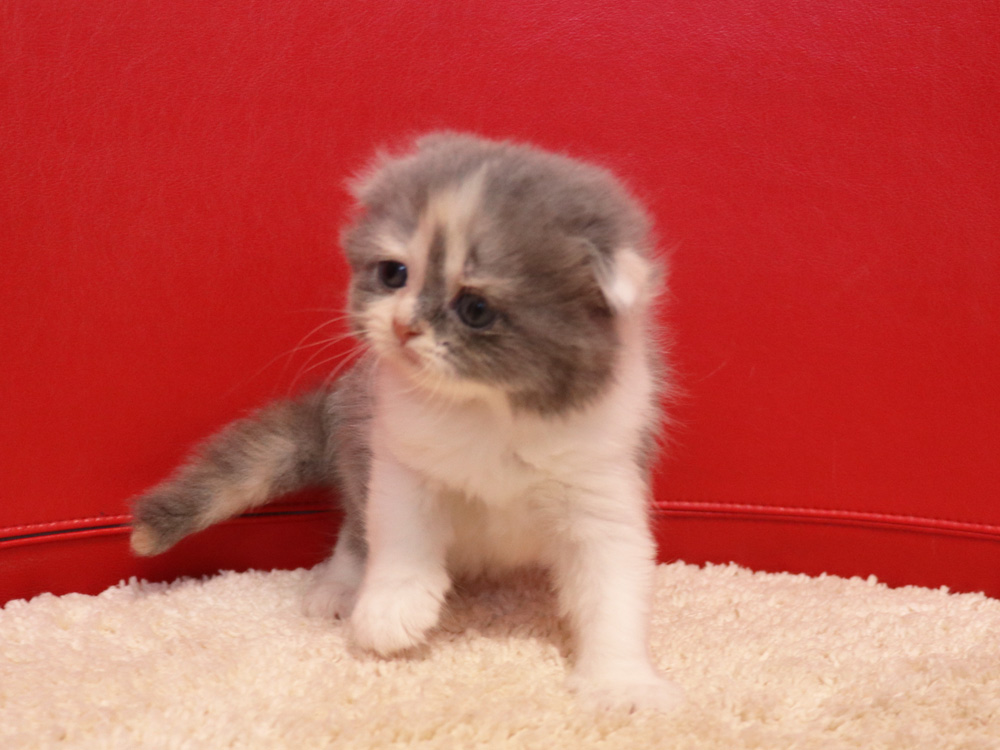 スコティッシュフォールドの子猫画像