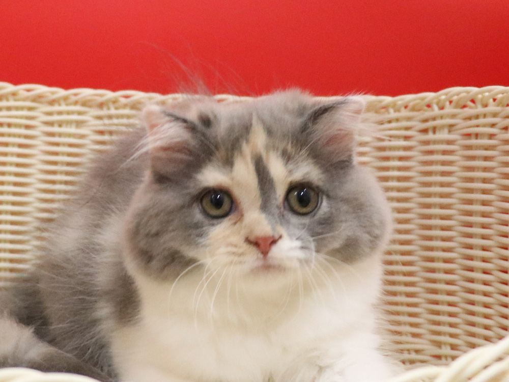 スコティッシュフォールドの子猫画像