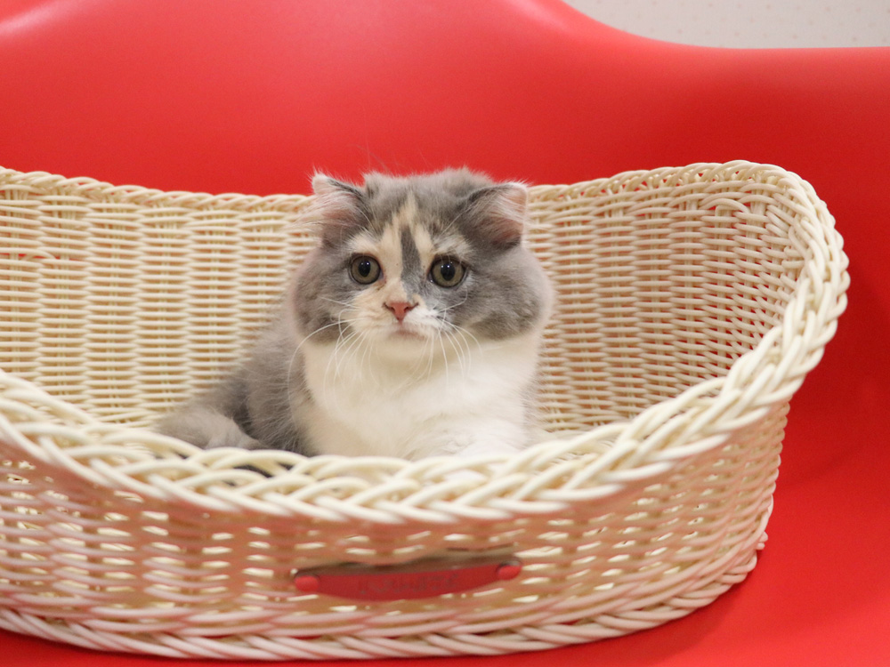 スコティッシュフォールドの子猫画像