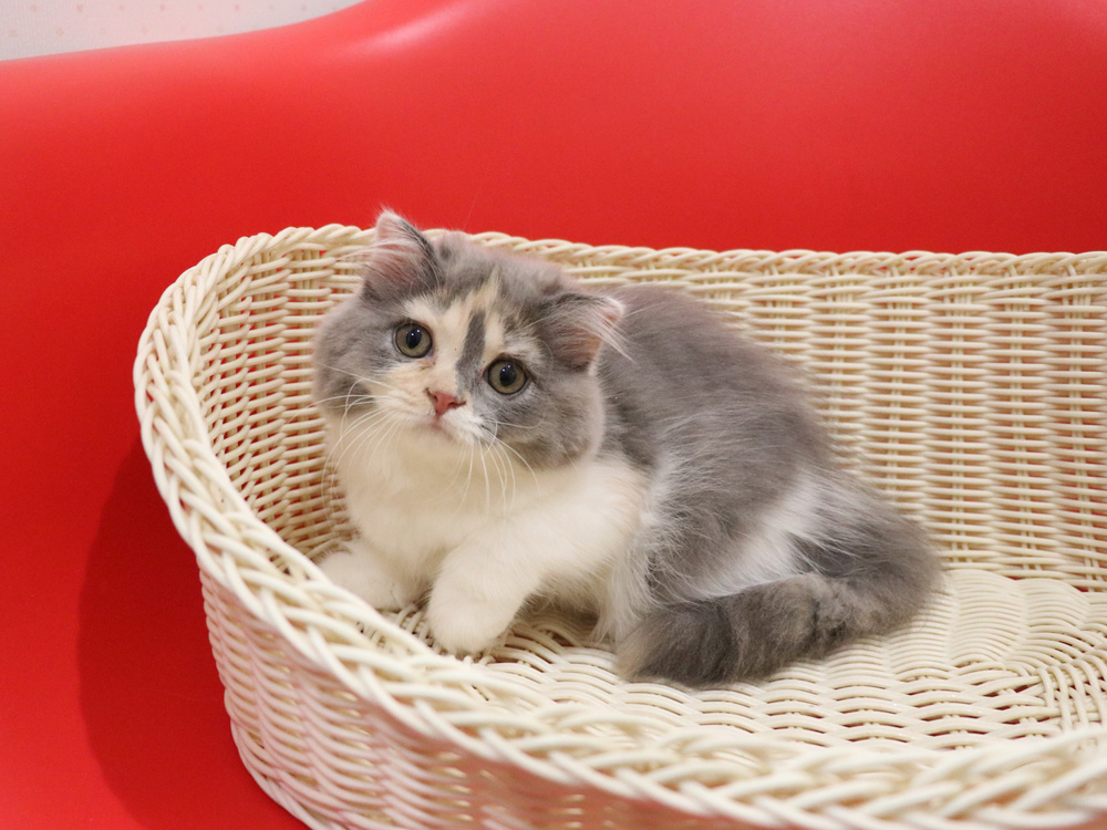 スコティッシュフォールドの子猫画像