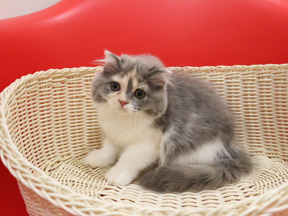 スコティッシュフォールドの子猫画像