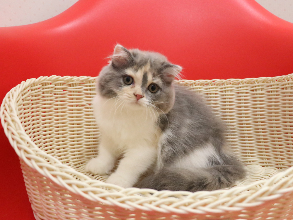 スコティッシュフォールドの子猫画像