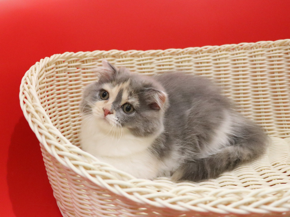 スコティッシュフォールドの子猫画像