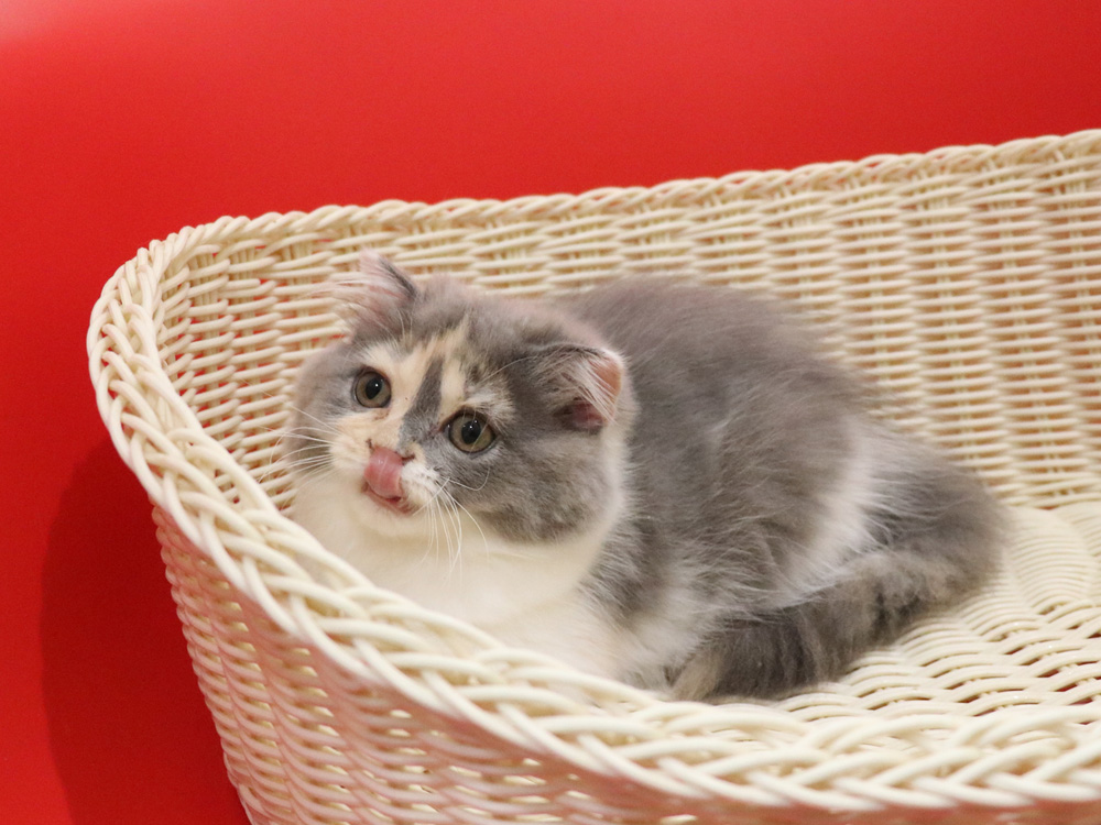 スコティッシュフォールドの子猫画像