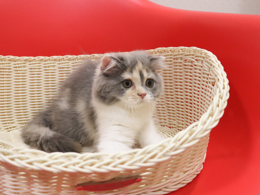 スコティッシュフォールドの子猫画像