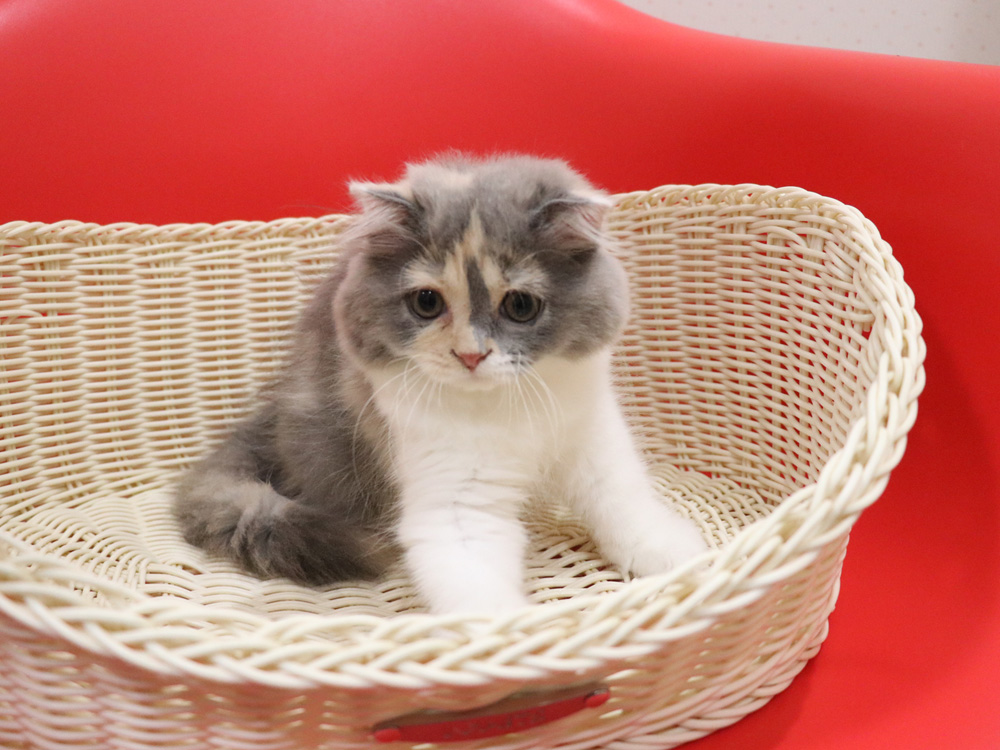 スコティッシュフォールドの子猫画像