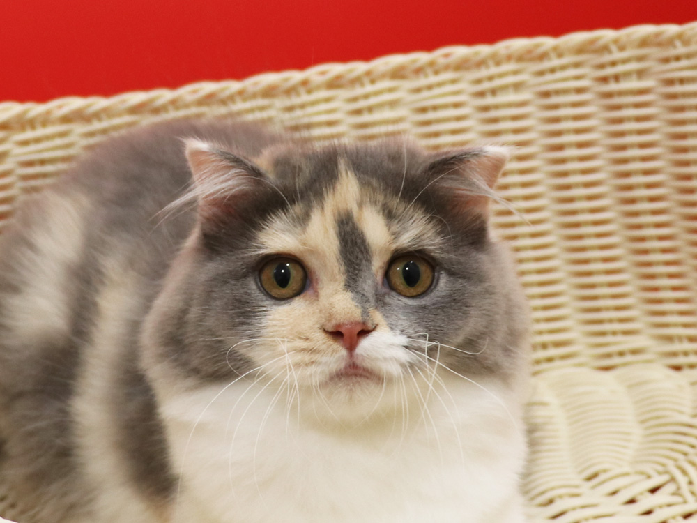 スコティッシュフォールドの子猫画像