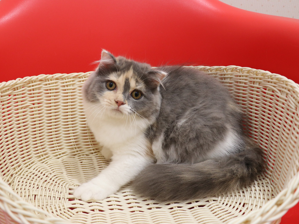 スコティッシュフォールドの子猫画像
