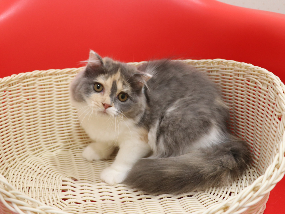 スコティッシュフォールドの子猫画像