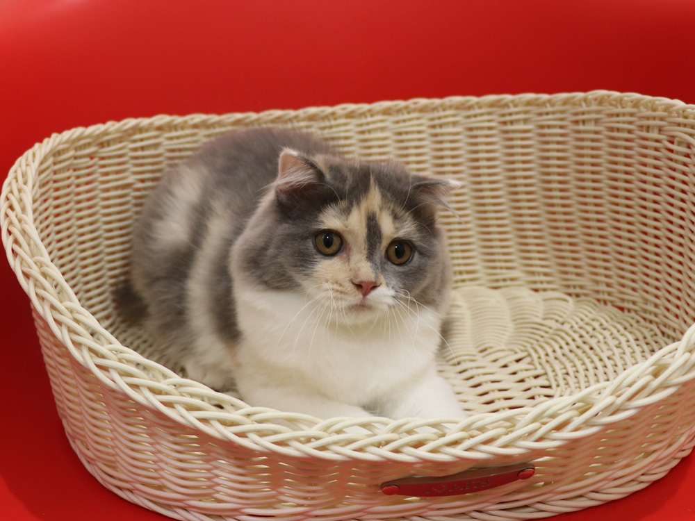 スコティッシュフォールドの子猫画像