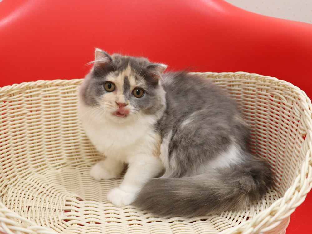 スコティッシュフォールドの子猫画像