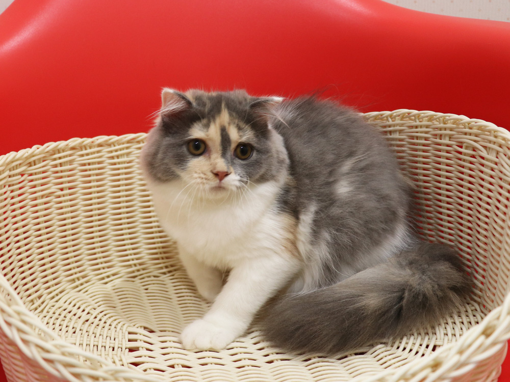 スコティッシュフォールドの子猫画像