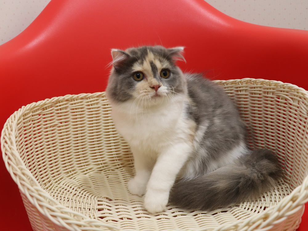 スコティッシュフォールドの子猫画像