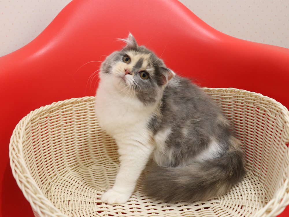 スコティッシュフォールドの子猫画像