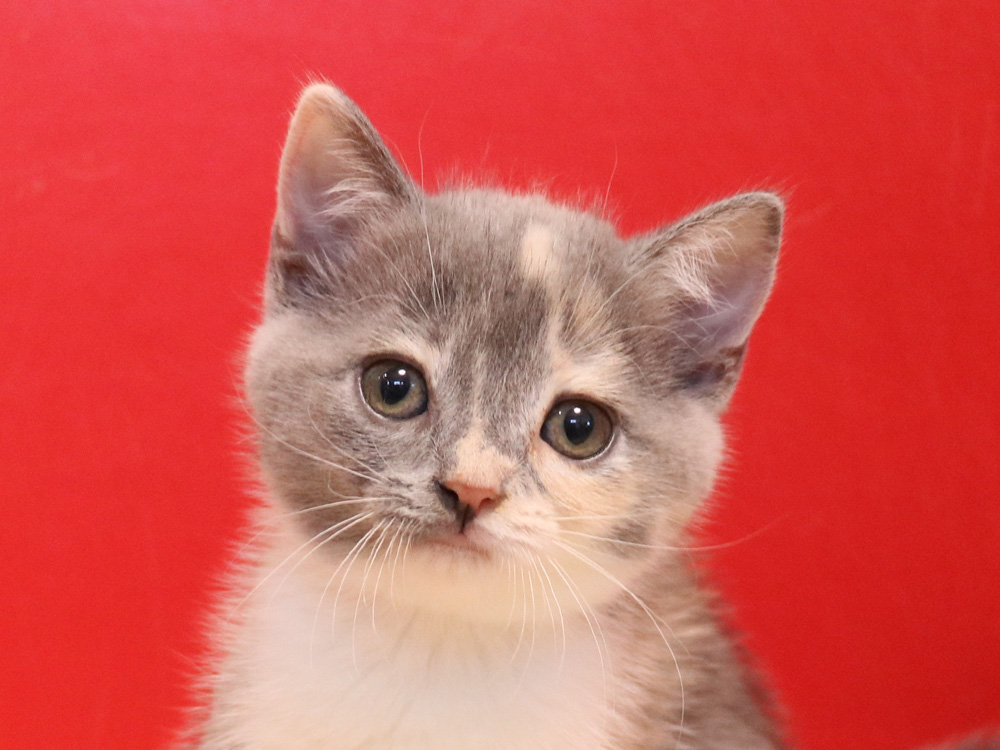 スコティッシュフォールドの子猫画像