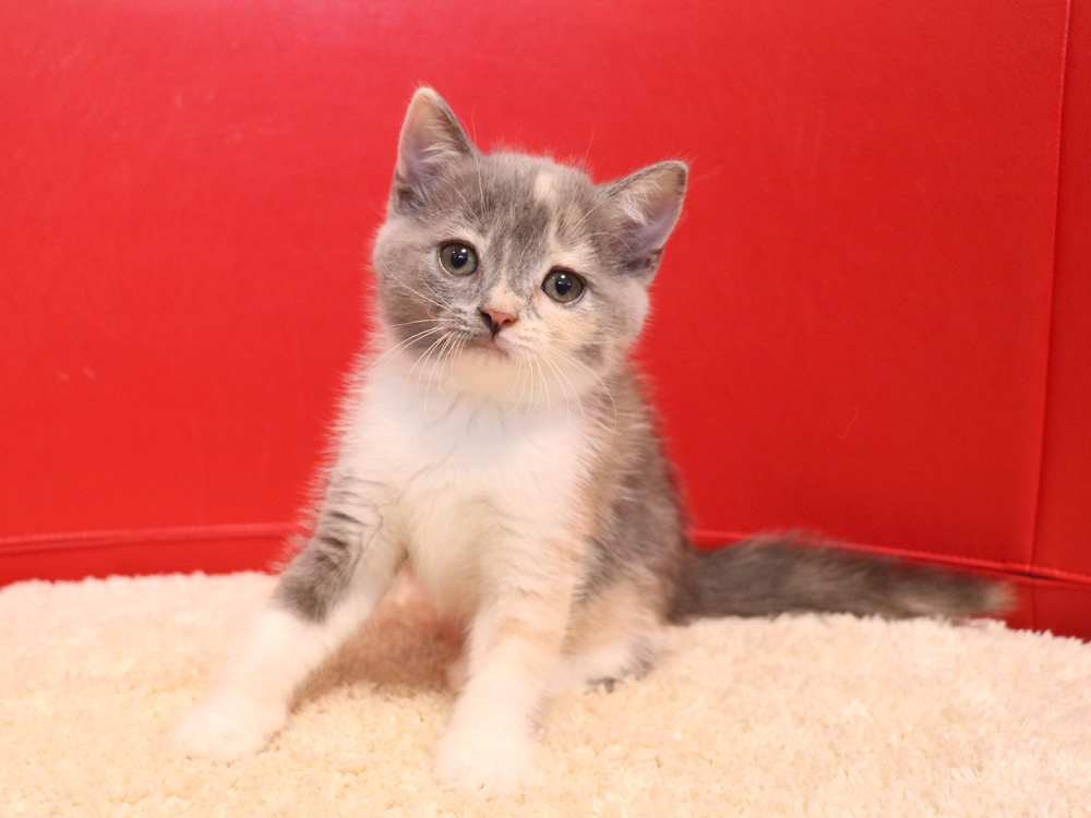 スコティッシュフォールドの子猫画像