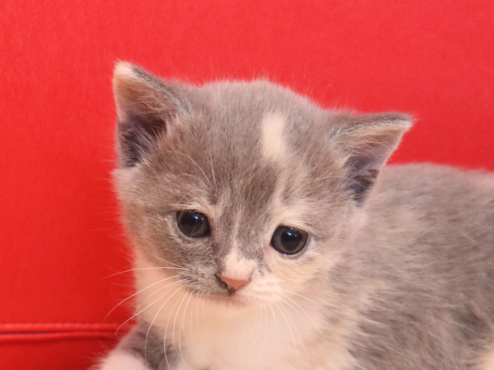 スコティッシュフォールドの子猫画像